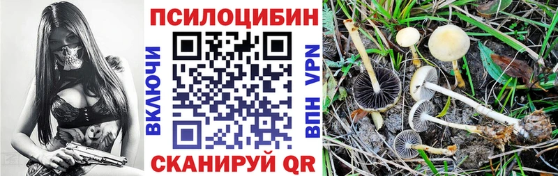 Псилоцибиновые грибы Psilocybe  Новодвинск 
